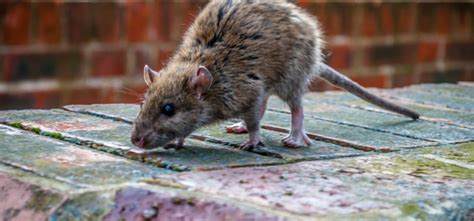 How Do You Get Rid Of A Rat Infestation In Castleford Don Valley Pest