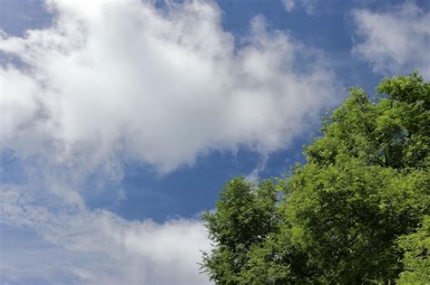 Premium Photo Fresh Green Tree And Blue Sky