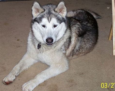 Merlin Our Alaskan Malamute Wolf Hybrid He Weighs Around 150 These Days A Bundle Of