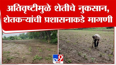 Buldhana Crop Loss अतिवृष्टीमुळे शेतीचे नुकसानशेतकऱ्यांची प्रशासनाकडे मागणी Tv9 Marathi