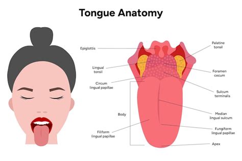 Premium Vector | Medical illustration tongue anatomy in human