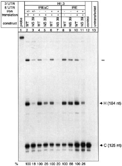 Degradation Of Nonsense Mutated Mrnas With A Histone 3 ¢ End Is