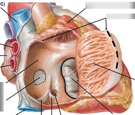 Right Atrium Diagram Quizlet