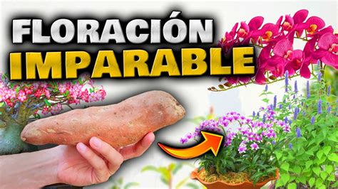 FLORES a MONTONES en tus PLANTAS ABONO CASERO para FLORACIÓN RÁPIDA