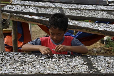 Ikan Depik Yang Tidak Lagi Bahagia Di Danau Lut Tawar