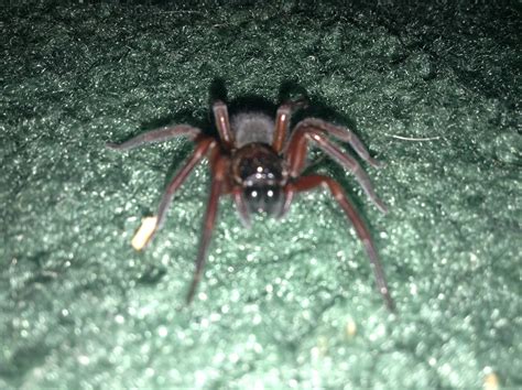 zoology - Identification of this spider? - Biology Stack Exchange