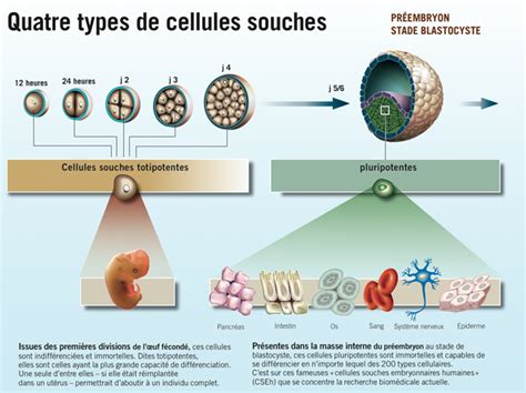 Infographie Les Quatre Types De Cellules Souches Sciences Et Avenir