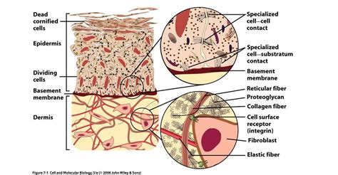 A Skin Cell Does Not Exist On Its Own A Skin Cell Secretes An