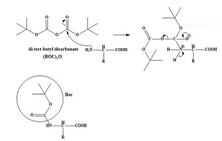 Show The Mechanism For Formation Of A Boc Derivative By Reaction Of An