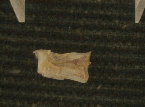 Pacific Herring Basioccipital Lateral View