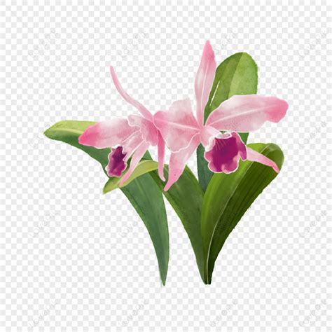 Pink Watercolor Brazil National Flower Cattleya Flowers Pink Flowers