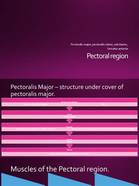 Muscles Of Pectoral Region Pdf