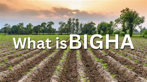 What Is Bigha in Land Measurement: All You Need to Know about It