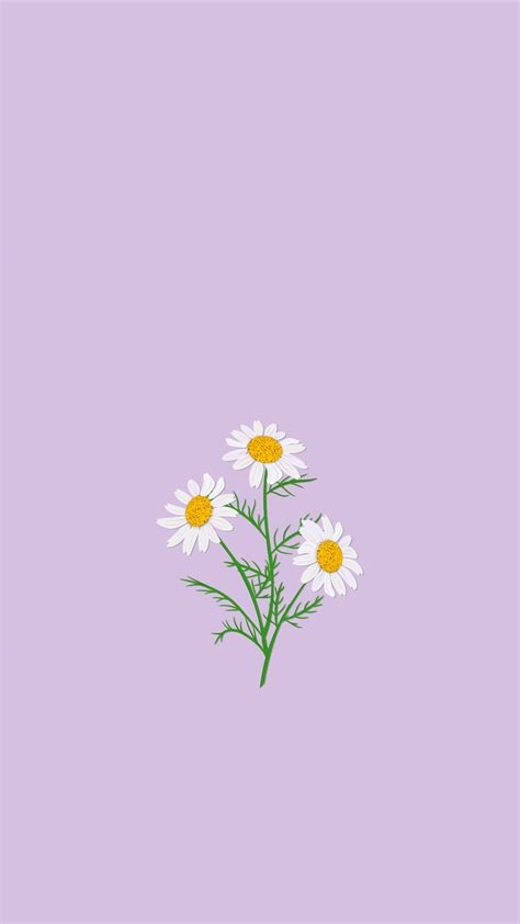 Download Light Purple Aesthetic Chamomile Flowers Wallpaper ...