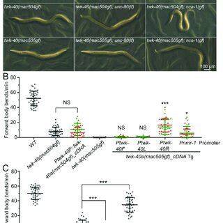 Analyses Of Twk 40 Gain Of Function Mutations A Morphologies Of Wild