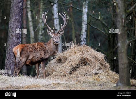 Red Deer Cervus Elaphus Royal Stag Feeding On Hay At Winter Feeding