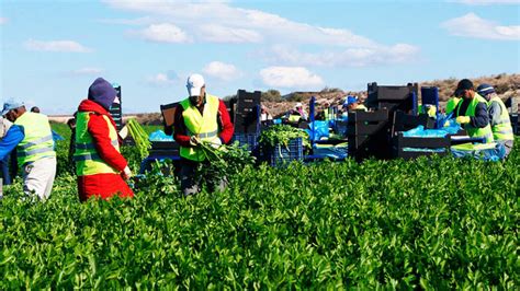 Necesitan Personal Para Trabajar En El Sector Agr Cola Sueldos Hasta