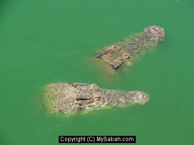 Tuaran Crocodile Farm, Sabah, Malaysia/tuaran-crocodile-dsc03853