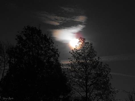 Moon Corona with Trees Photograph by Ginger Repke - Fine Art America