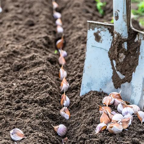 Comment planter de l ail Conseils et méthodes au jardin