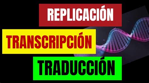 Diferencias Entre Transcripción Y Traducción En Biología