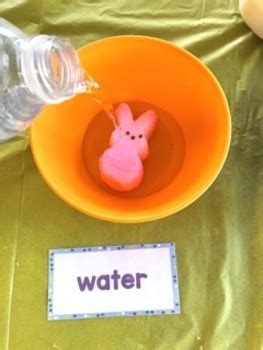 Dissolving Peeps Easter Science Experiment Preschool Freebie Tpt