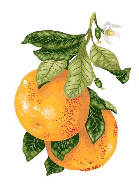 Grapefruit With Blooming Flowers On The Branch Of Citrus Tree In Stock