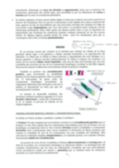 Solution Teor A Ciclo Celular Mitosis Y Meiosis Studypool