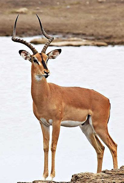 Black faced Impala male | Impala animal, African animals photography ...