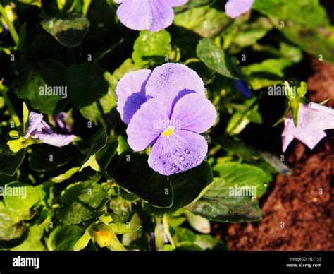 Blue Garden Pansy Viola Wittrockiana Syn Viola Tricolor Var Hortensis