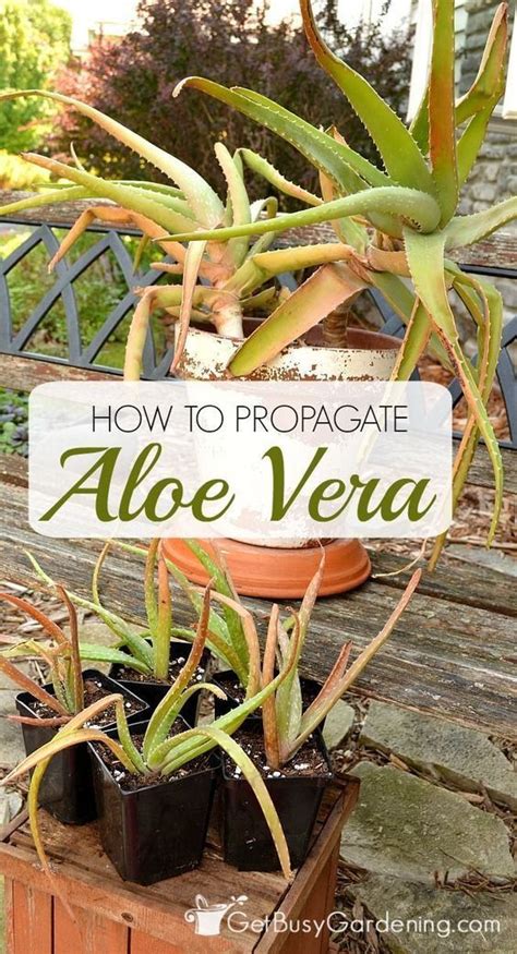 Advices On How To Grow Your Own Aloe Vera Plant Propagate Aloe Vera Aloe Vera Plant Organic