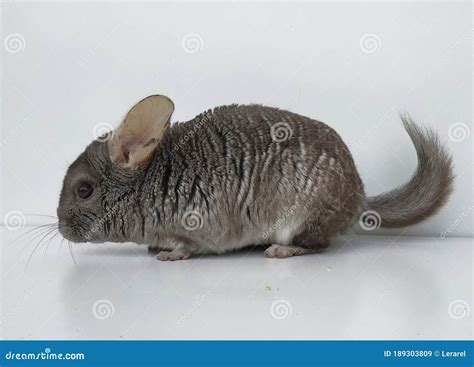 Cute Little Heterobeige Chinchillas.Fluffy Rodent with Gray Fur on a ...