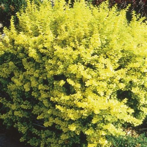 Dwarf Golden Barberry 'Aurea Nana' (Berberis thunbergii) - MyGardenLife