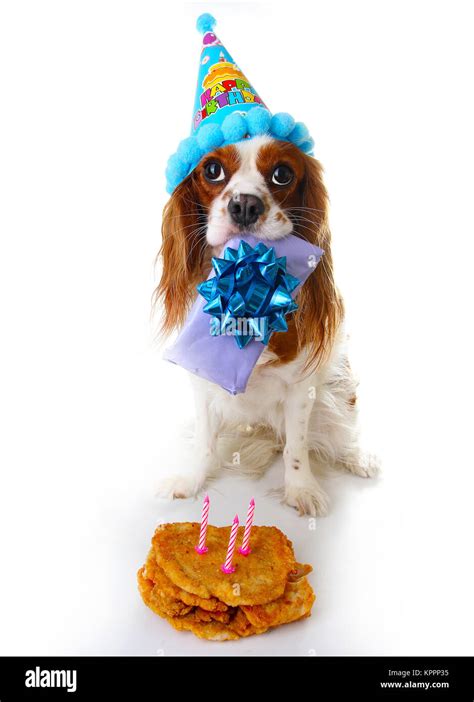 Imagenes De Feliz Cumpleaños Con Perros