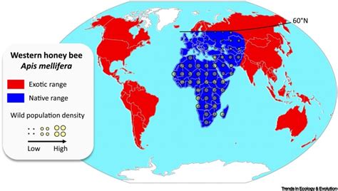 The Conservation Of Native Honey Bees Is Crucial Trends In Ecology