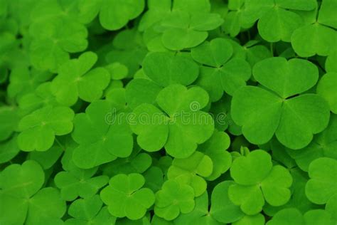 Clover Field Stock Photo Image Of Ecology Field Green 22371774