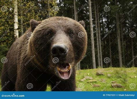 Angry Bear Roars stock image. Image of sight, nature - 77927231