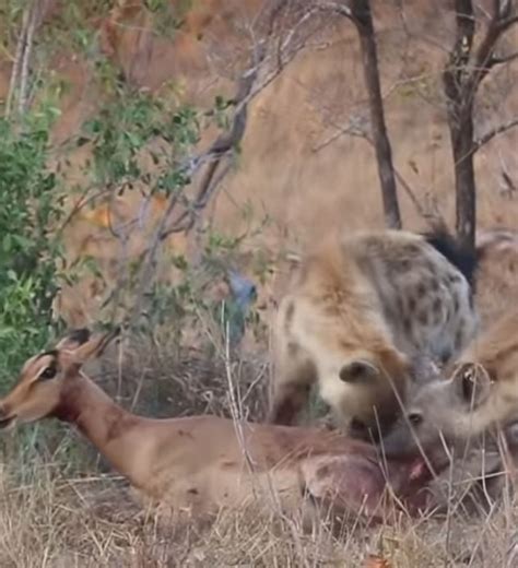 Unbelievable Escape Impala Flees From Two Leopards Only To Face A