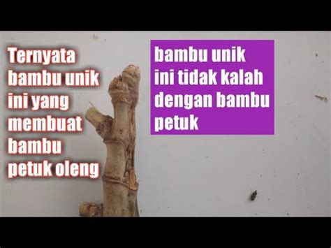 Penemuan Bambu Unik Alur Jalu Ts Dan Songgo Buwono YouTube