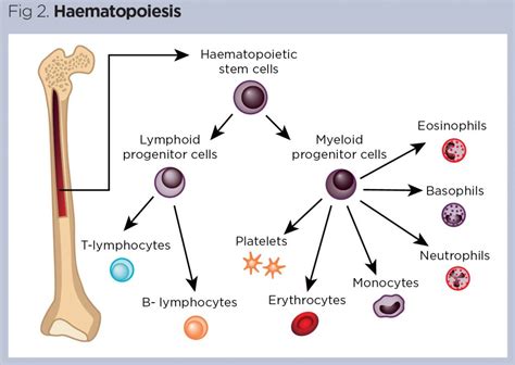 The Lymphatic System 2 Structure And Function Of The Lymphoid Organs Nursing Times