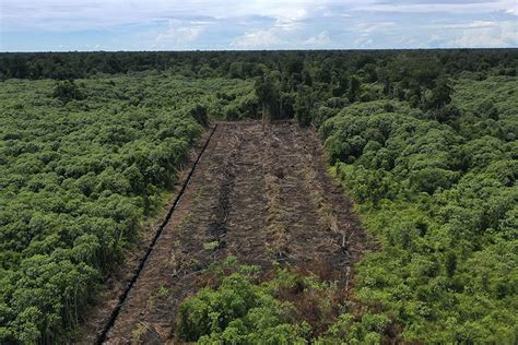 Kebun Sawit Dalam Kawasan Hutan Bisa Perparah Krisis Iklim