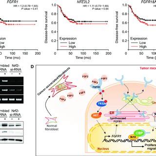 Role Of Fgfr In Akt Phosphorylation And Breast Cancer Cell Growth And