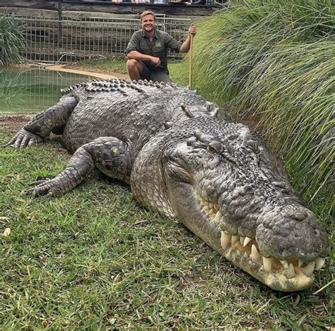 Saltwater crocodile - Australian Reptile Park : r/Crocodiles