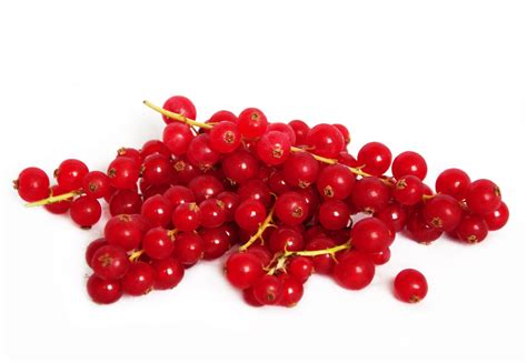 photo red currant white isolated vitamin   jooinn