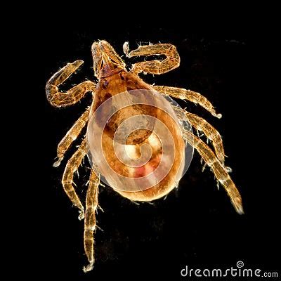 tick microscope royalty  stock images image