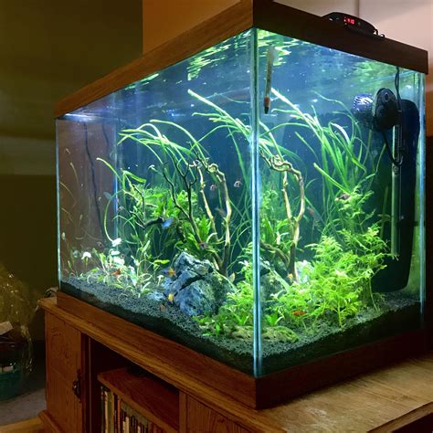 Taking some time to enjoy the 65 gallon (x-post r/aquariums) : r ...