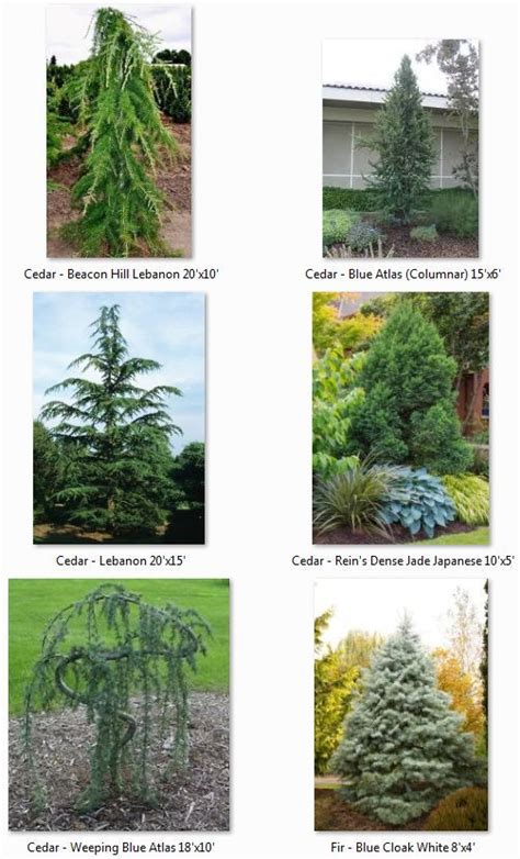 Landscape Trees Landscape Design Columnar Trees Cedar Trees