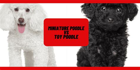 Toy Poodles Vs Miniature Poodles Kritter Kommunity