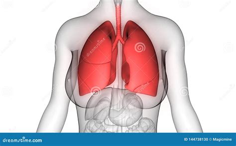 Anatom A De Los Pulmones Del Sistema Respiratorio De Los Rganos Del