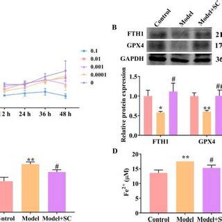 Sc Inhibits Ferroptosis Of Airway Epithelial Cells Stimulated By